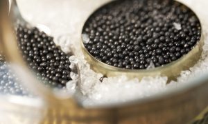 Caviar Beluga Hybrid Gold – Thực đơn cao cấp của các nhà hàng hạng sang